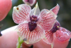 `Demon orchid` has a `devil head` and claw-like petals 